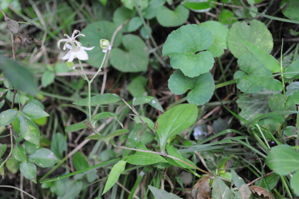 ヤマジノホトトギス