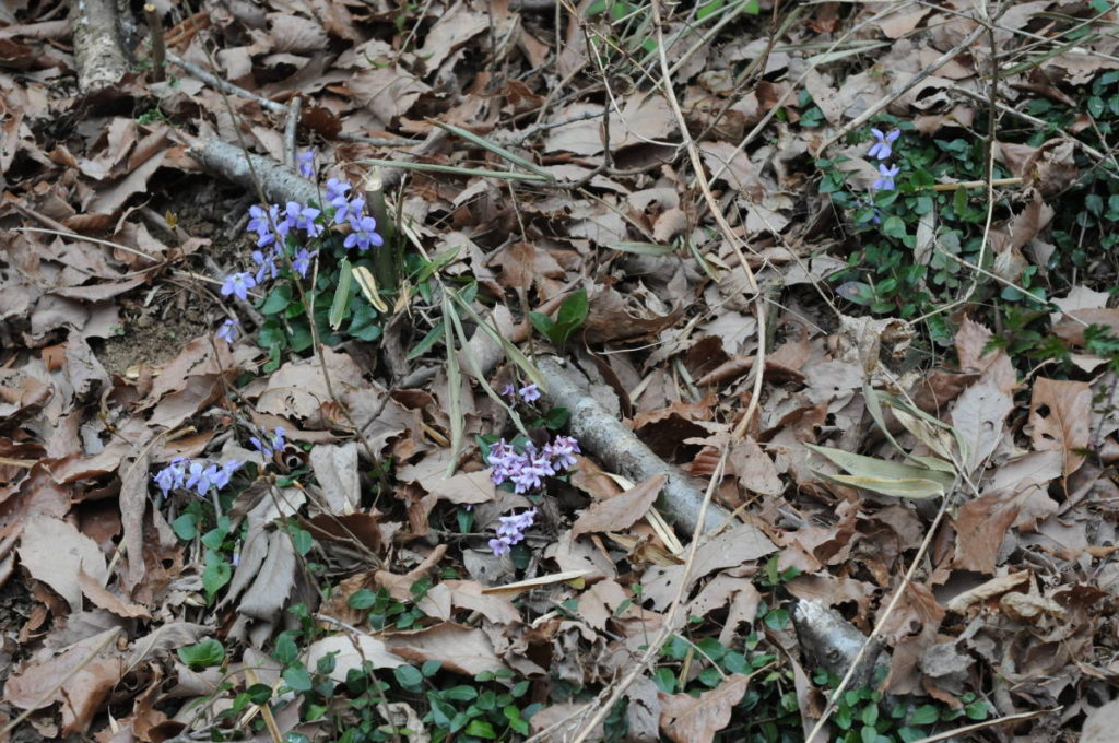 タチツボスミレとシハイスミレ