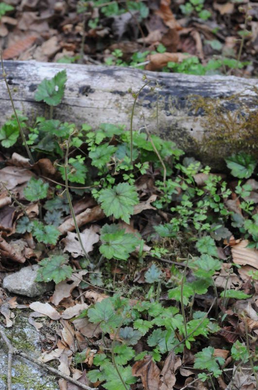 コチャルメルソウ