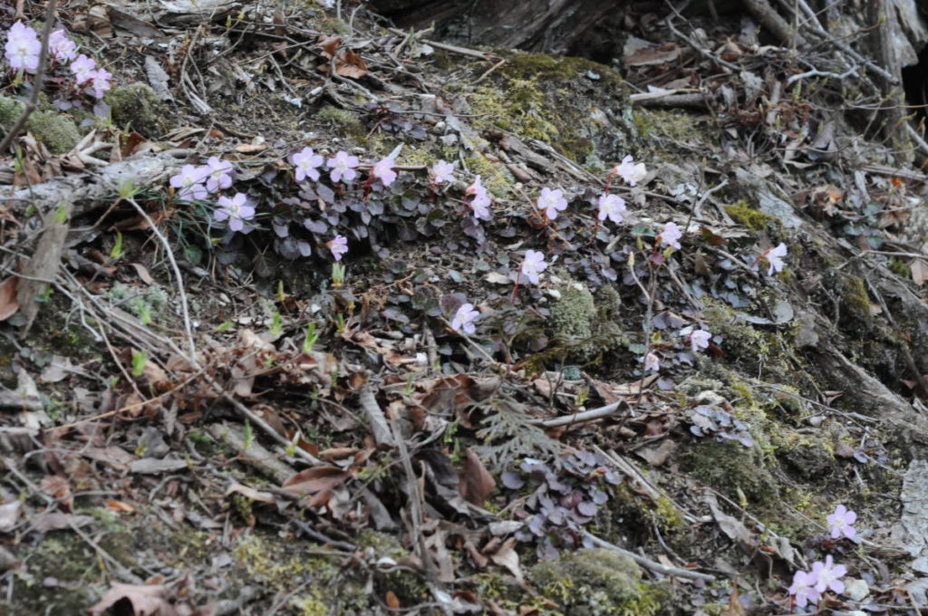 イワウチワ(群落)