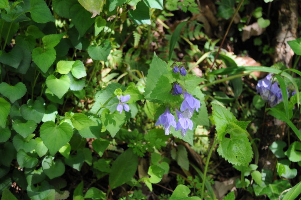 ラショウモンカズラ