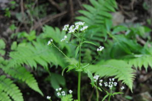 ツルカノコソウ