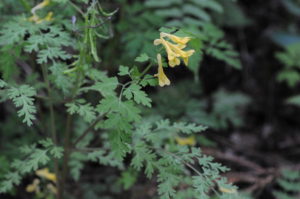 ミヤマキケマン