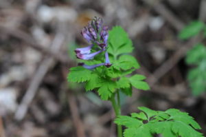 ムラサキケマン