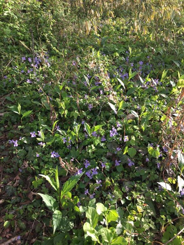 タチツボスミレ