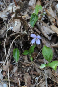 ナガバノスミレサイシン