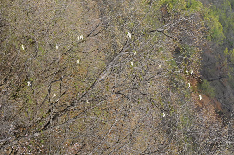 オオカメノキ？