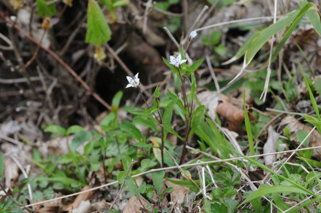 ワチガイソウの仲間