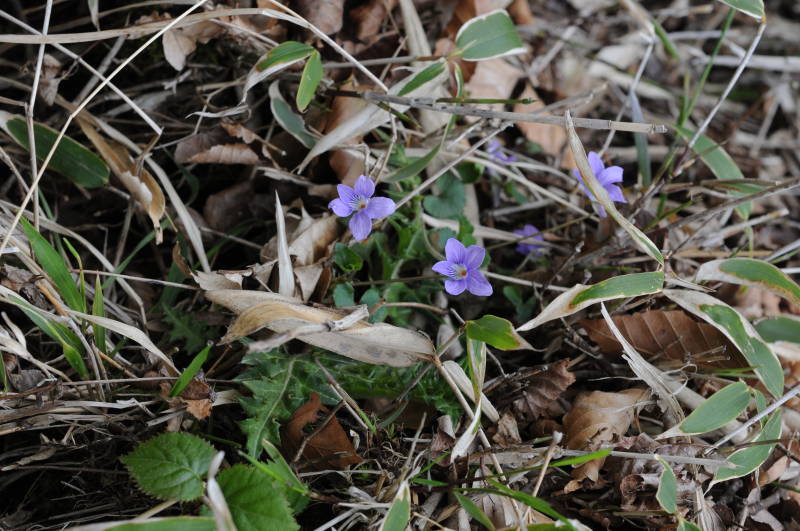 タチツボスミレ