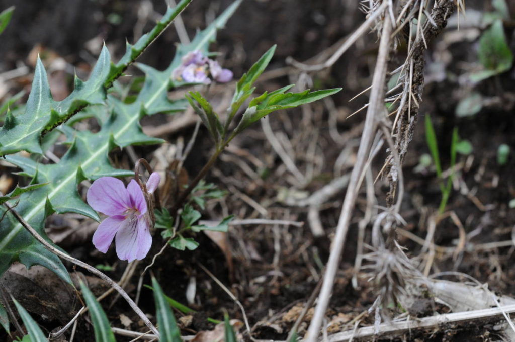 エイザンスミレ