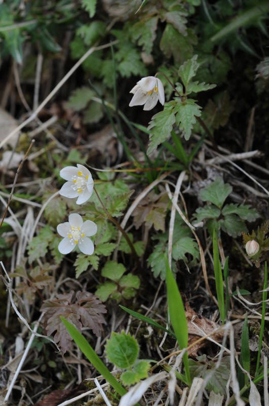 ツルシロカネソウ