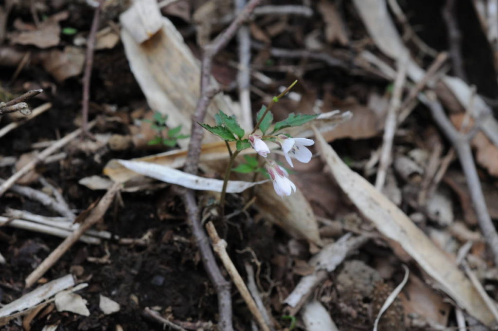 ミツバコンロンソウ