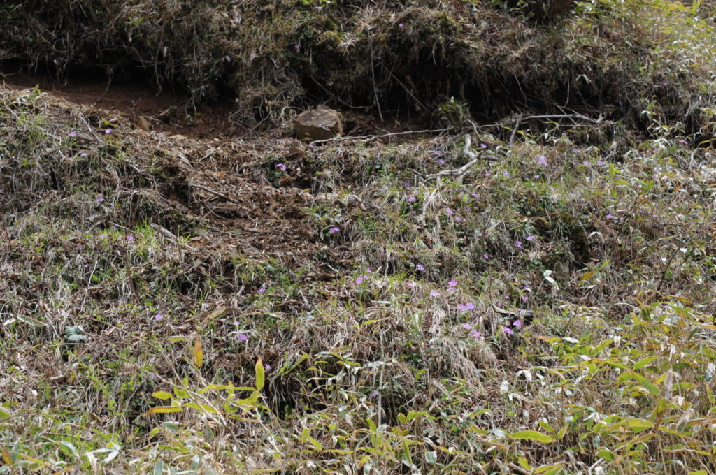 コイワザクラ群生