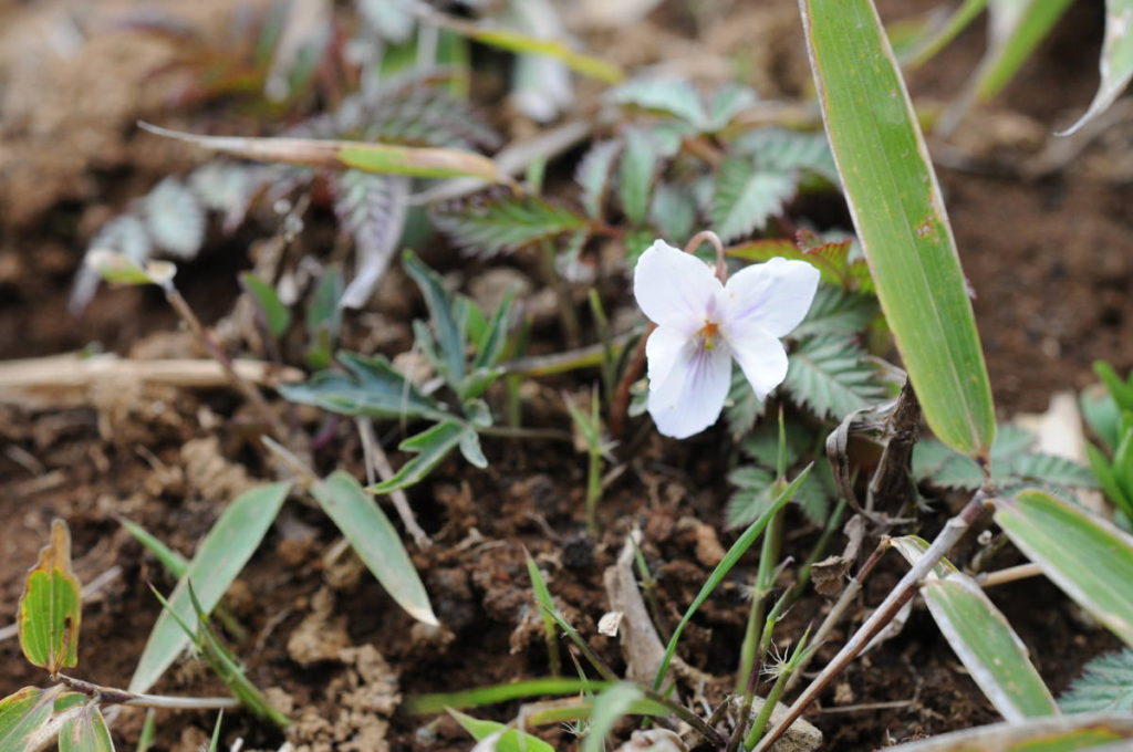 エイザンスミレ