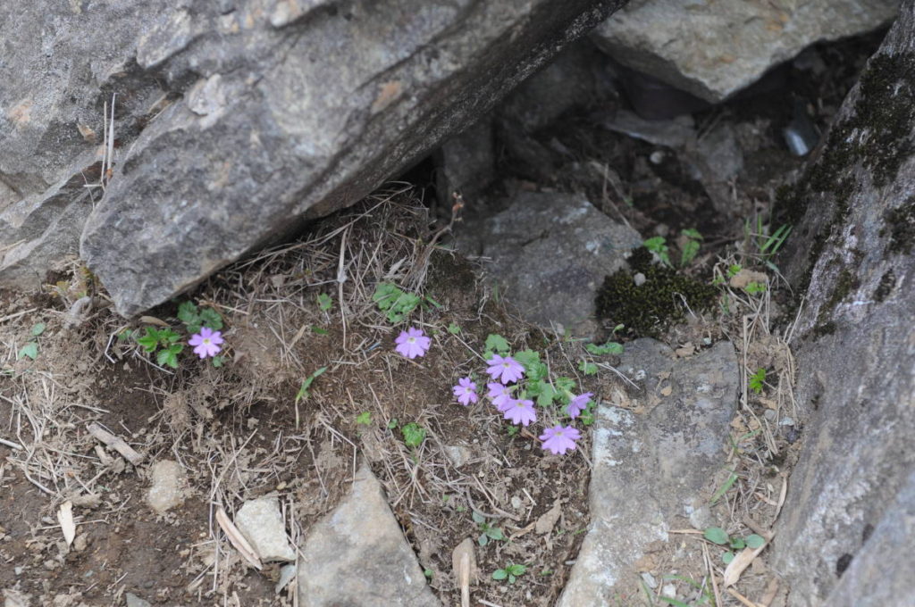 岩の間に咲くコイワザクラ