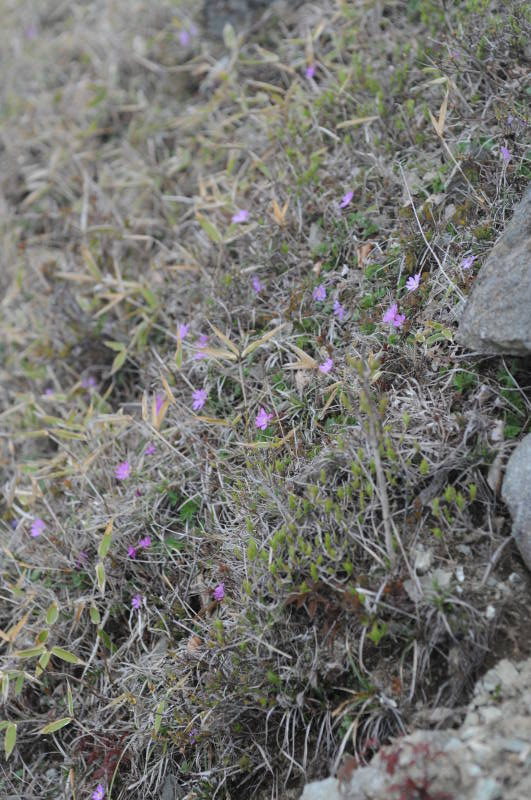 急斜面のコイワザクラ