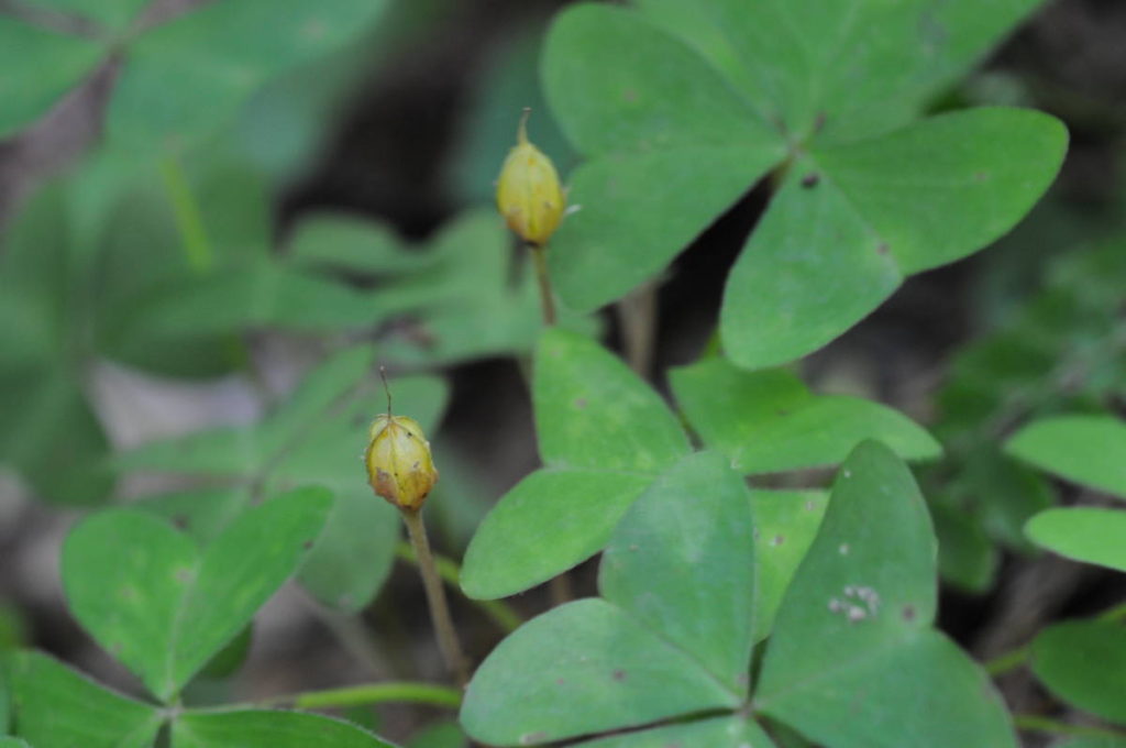 ミヤマカタバミの実