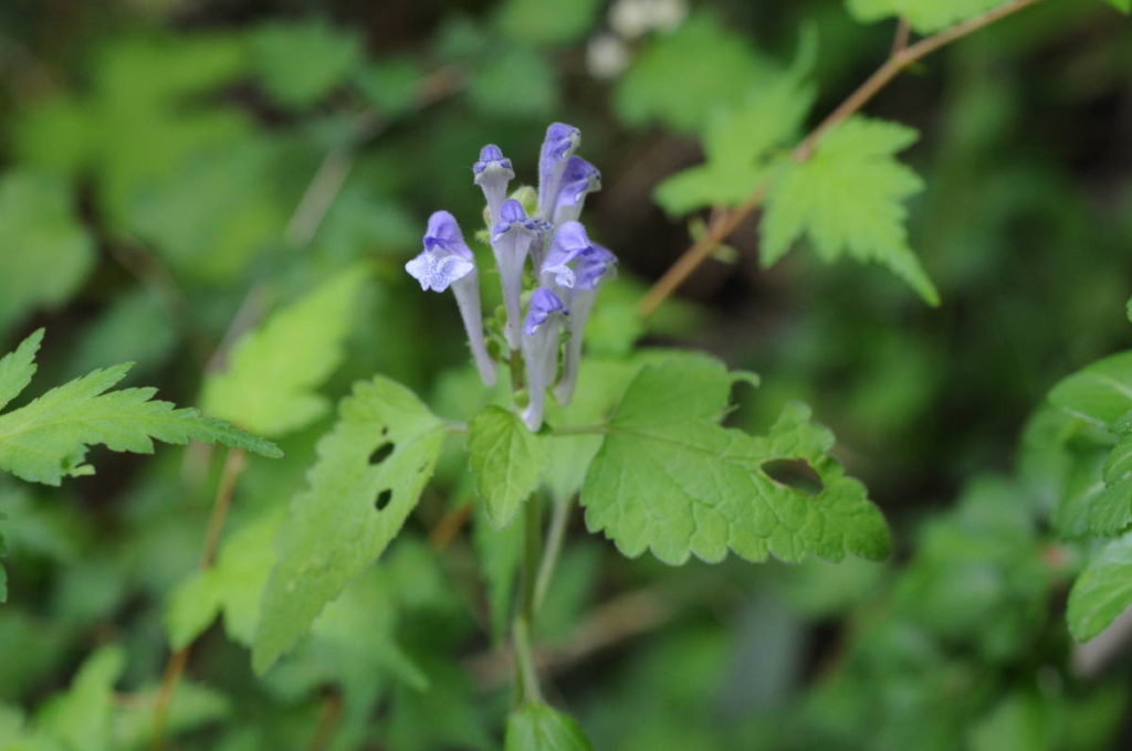 オカタツナミソウ