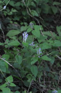 オカタツナミソウ