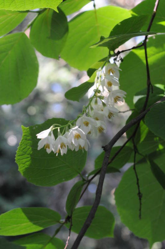 ハクウンボクの花