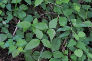 ハンショウヅル