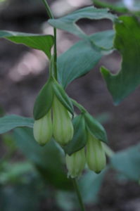 ワニグチソウの花