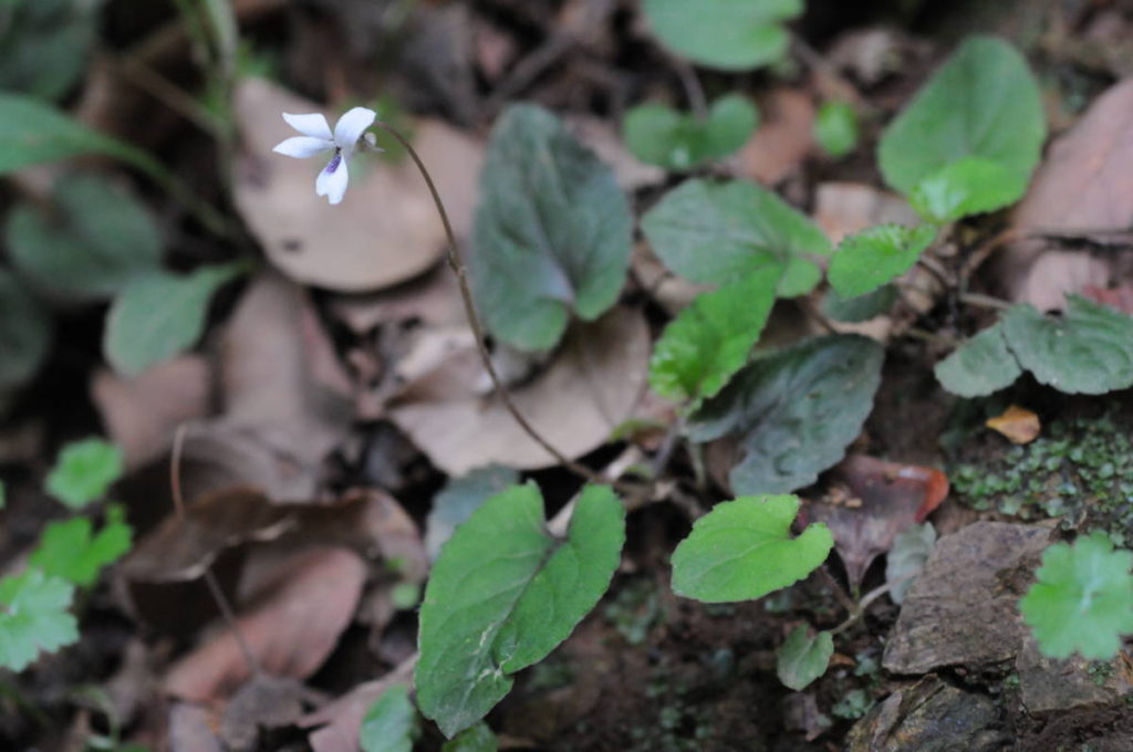 コミヤマスミレ