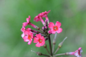 クリンソウの花