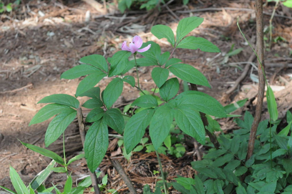 ベニバナヤマシャクヤク