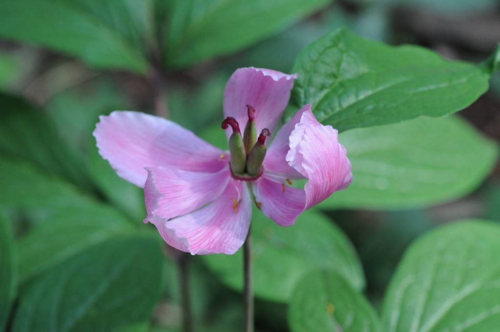 ベニバナヤマシャクヤクの花