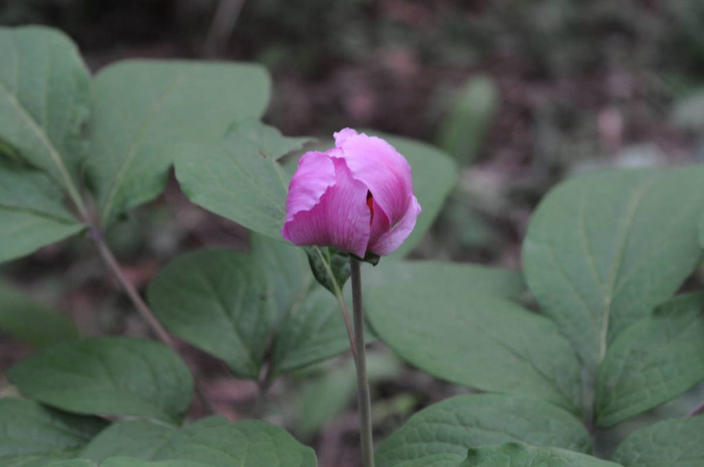 ベニバナヤマシャクヤク