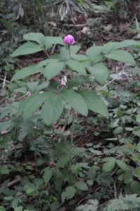 ベニバナヤマシャクヤク