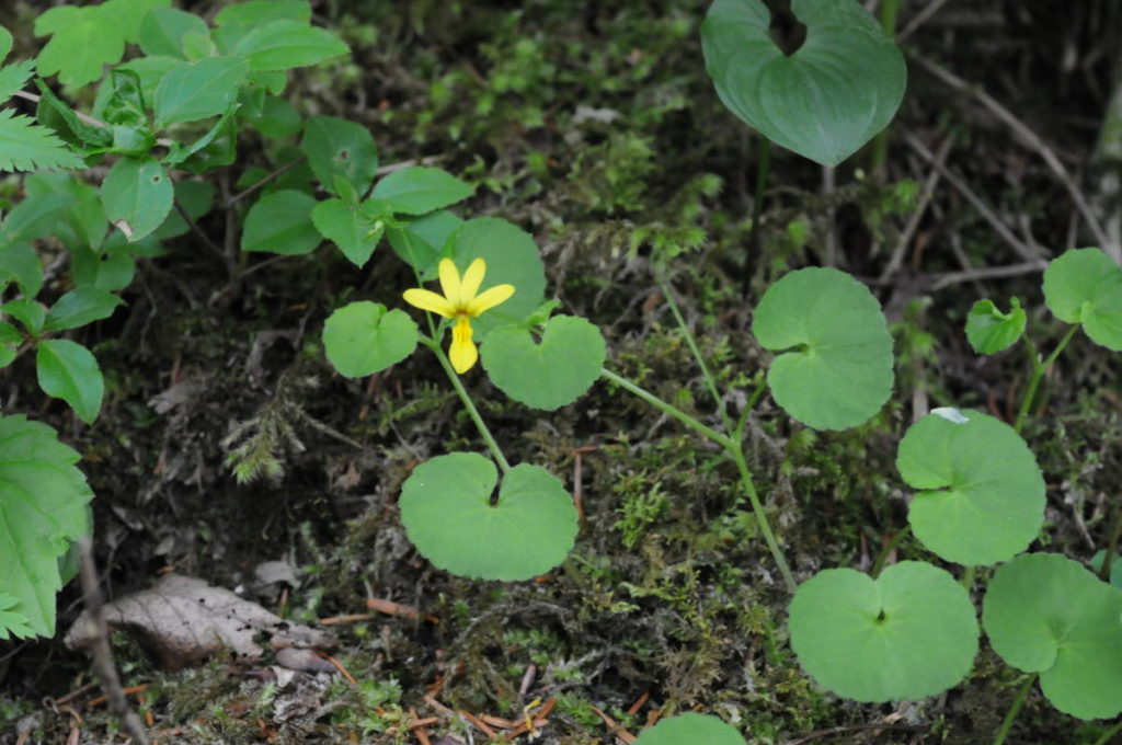 キバナノコマノツメ