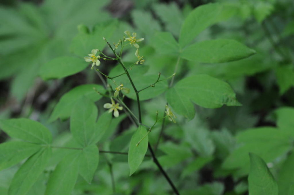 ルイヨウボタン