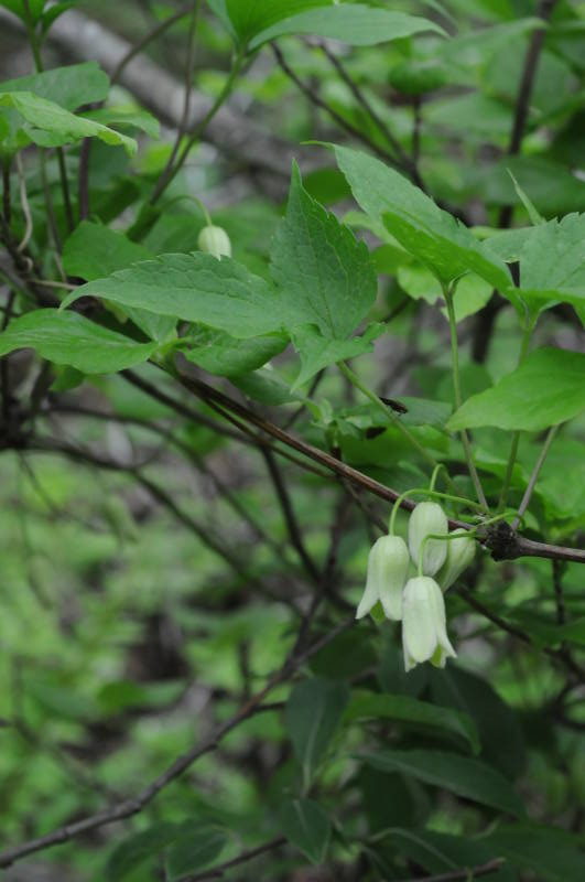 トリガタハンショウヅル