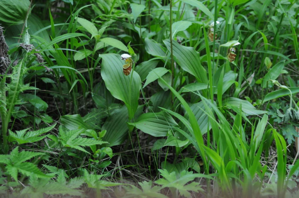 キバナノアツモリソウ