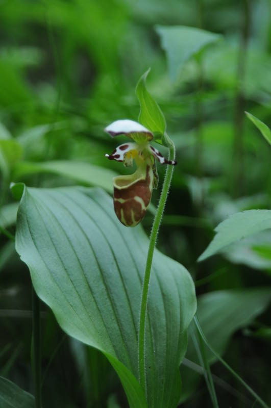 キバナノアツモリソウ