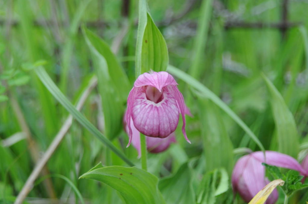 アツモリソウの花