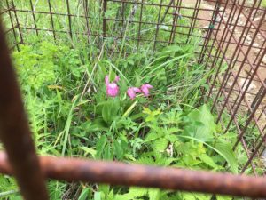 檻の中のアツモリソウ