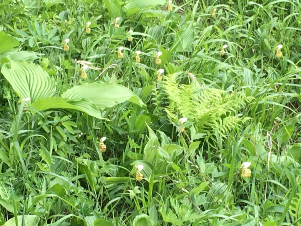 群生するキバナノアツモリソウ