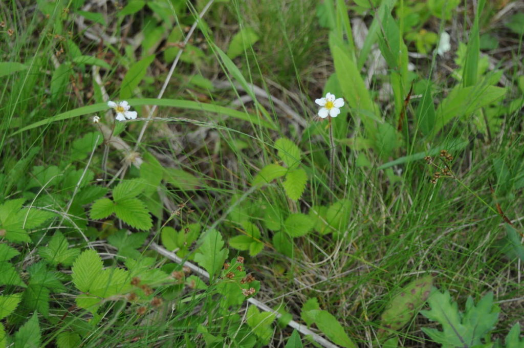 シロバナヘビイチゴ