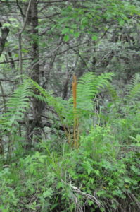 ヤマドリゼンマイ