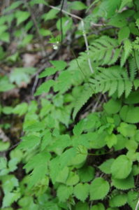 ミヤマカラマツ