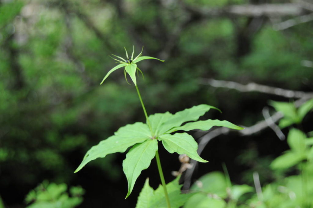 クルマバツクバネソウ
