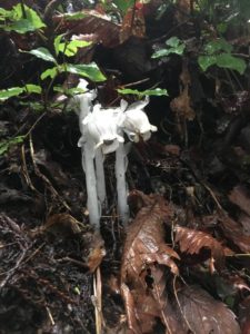 ギンリョウソウ