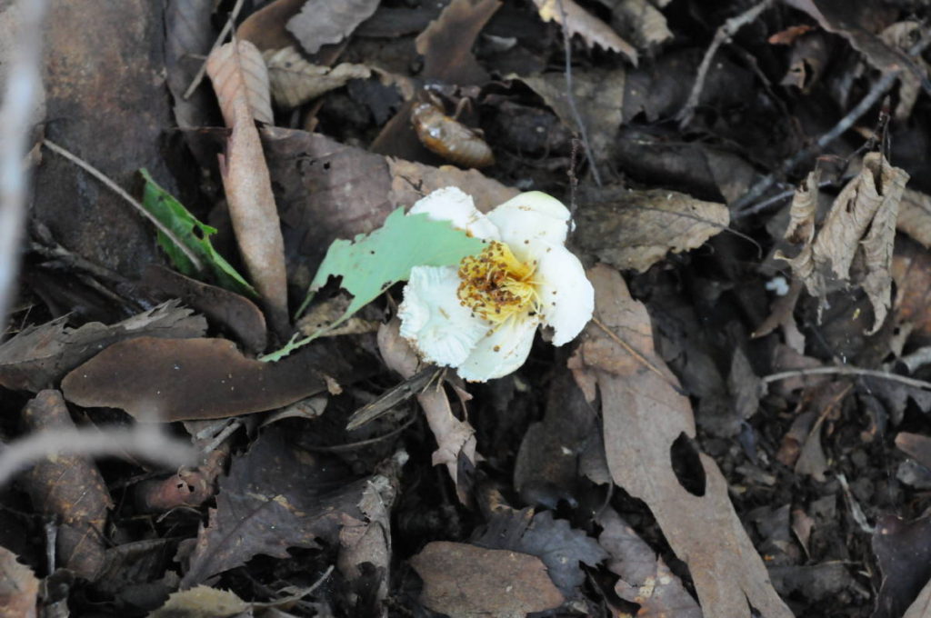 ナツツバキの花