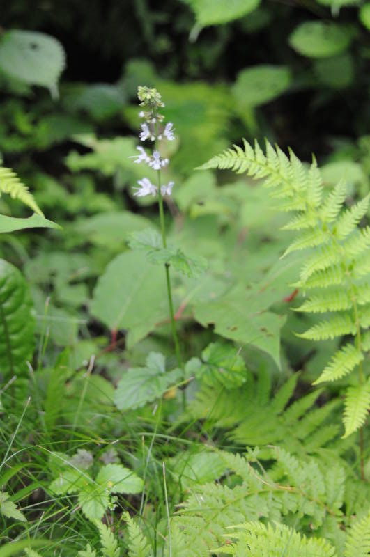 ナツノタムラソウ？