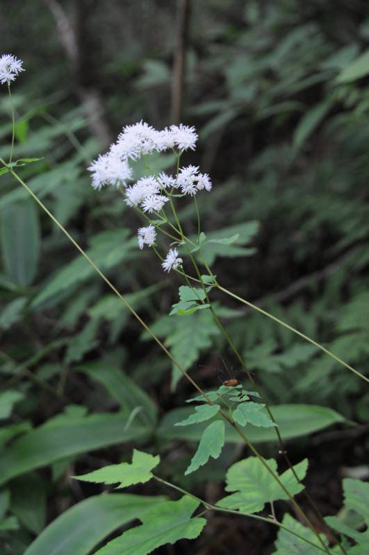 ミヤマカラマツ？