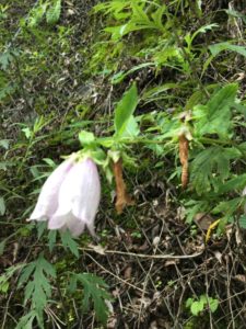 ヤマホタルブクロ