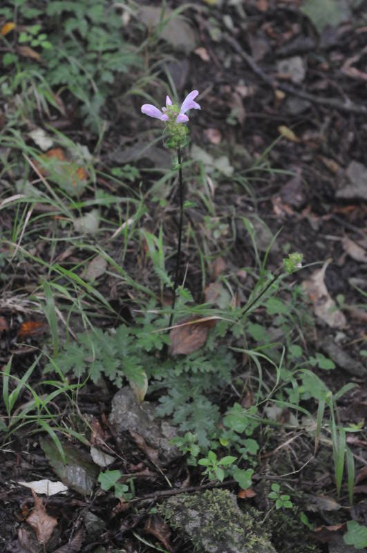 ハンカイシオガマ？